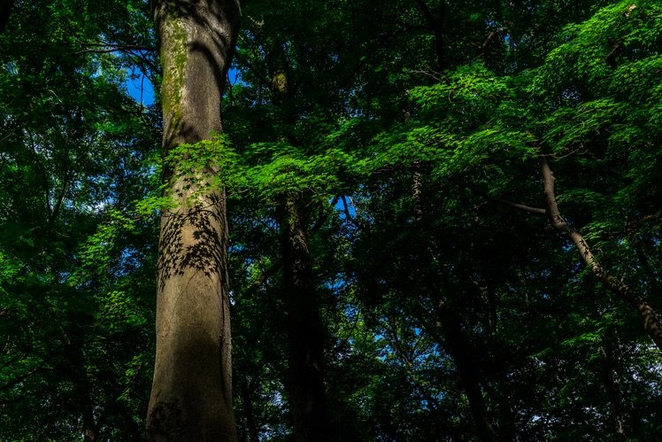 4个利用对比构图拍摄的摄影技巧