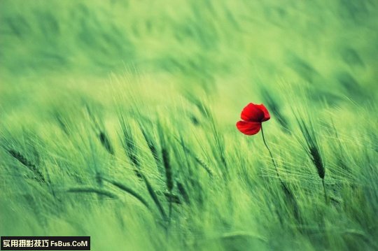 五个小技巧 让你拍出别致花卉_3_2 拍出别致花卉五个小摄影技巧