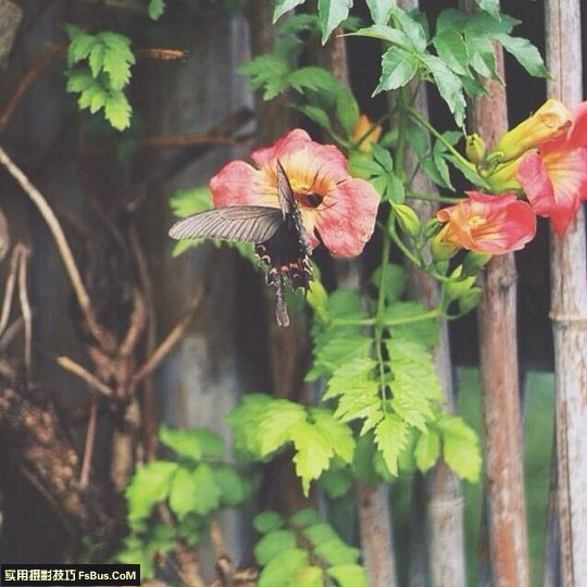 五个小技巧 让你拍出别致花卉_4_2 拍出别致花卉五个小摄影技巧