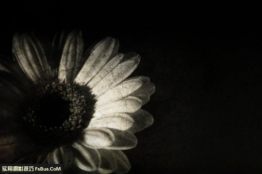 五个小技巧 让你拍出别致花卉_6_3 拍出别致花卉五个小摄影技巧