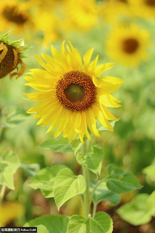 五个小技巧 让你拍出别致花卉_5_1 拍出别致花卉五个小摄影技巧