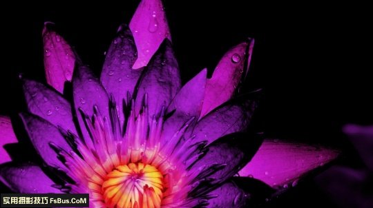 五个小技巧 让你拍出别致花卉_6_1 拍出别致花卉五个小摄影技巧