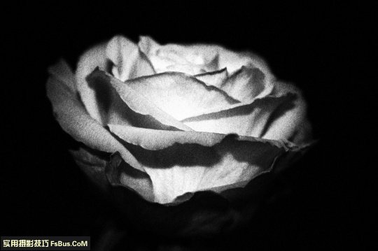 五个小技巧 让你拍出别致花卉_6_2 拍出别致花卉五个小摄影技巧