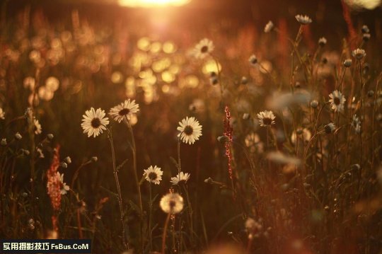 五个小技巧 让你拍出别致花卉_4_1 拍出别致花卉五个小摄影技巧