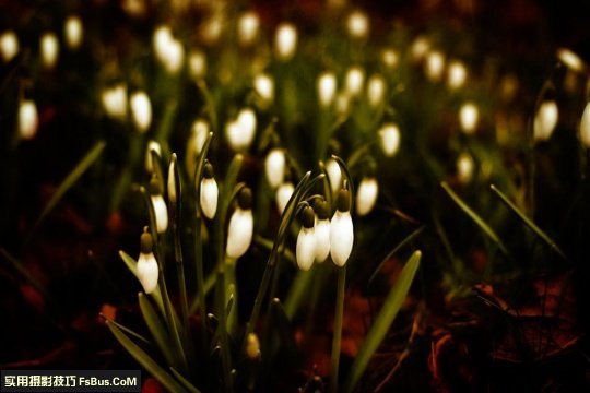 五个小技巧 让你拍出别致花卉_5_2 拍出别致花卉五个小摄影技巧