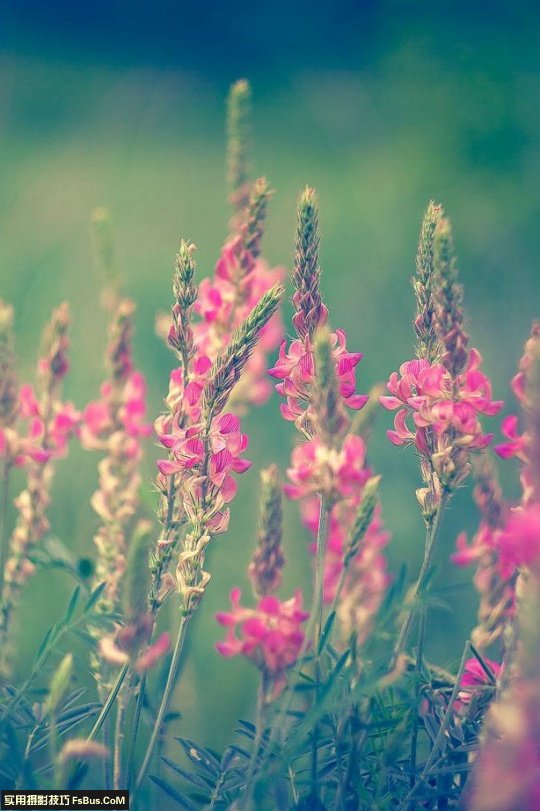 五个小技巧 让你拍出别致花卉_3_3 拍出别致花卉五个小摄影技巧