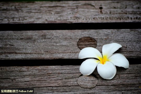 五个小技巧 让你拍出别致花卉_3_1 拍出别致花卉五个小摄影技巧