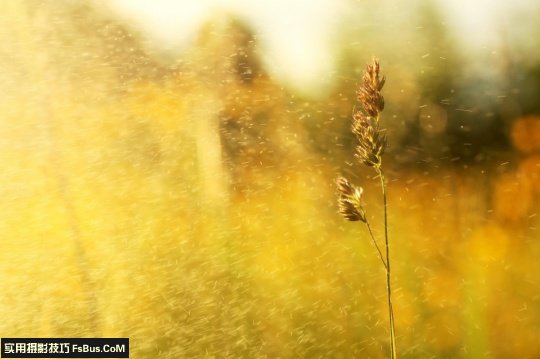 五个小技巧 让你拍出别致花卉_2_2 拍出别致花卉五个小摄影技巧
