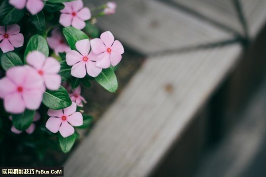 五个小技巧 让你拍出别致花卉_2_1 拍出别致花卉五个小摄影技巧