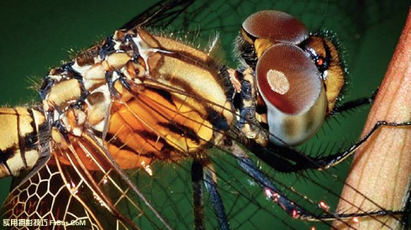 微距摄影昆虫拍摄摄影技巧