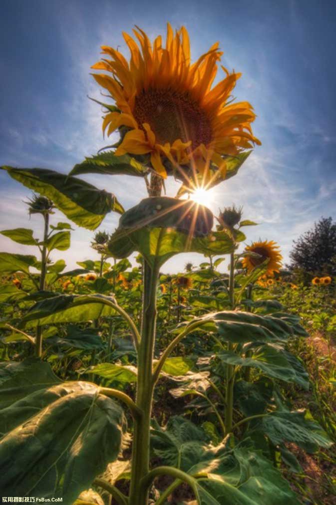 sun1 如何拍摄太阳光芒