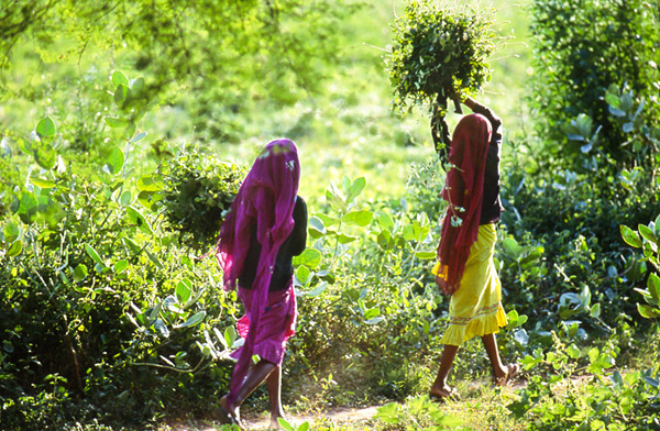 Stephen Wilkes摄影作品：印度