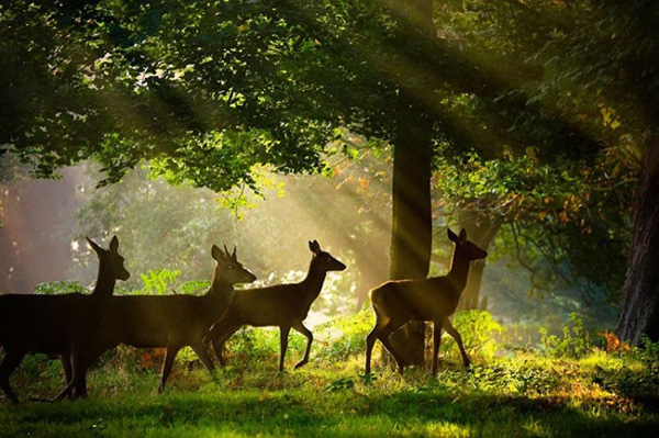 2025英国野生动物摄影奖