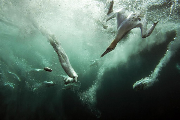 2025英国野生动物摄影奖