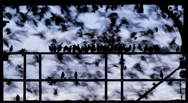 2025英国野生动物摄影奖