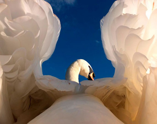 2025英国野生动物摄影奖