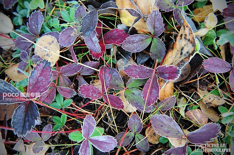 浅谈微型风景的用光_4_1 浅谈微型风景摄影的用光