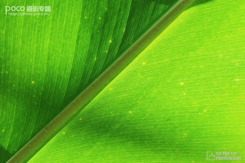 浅谈微型风景的用光_7_1 浅谈微型风景摄影的用光