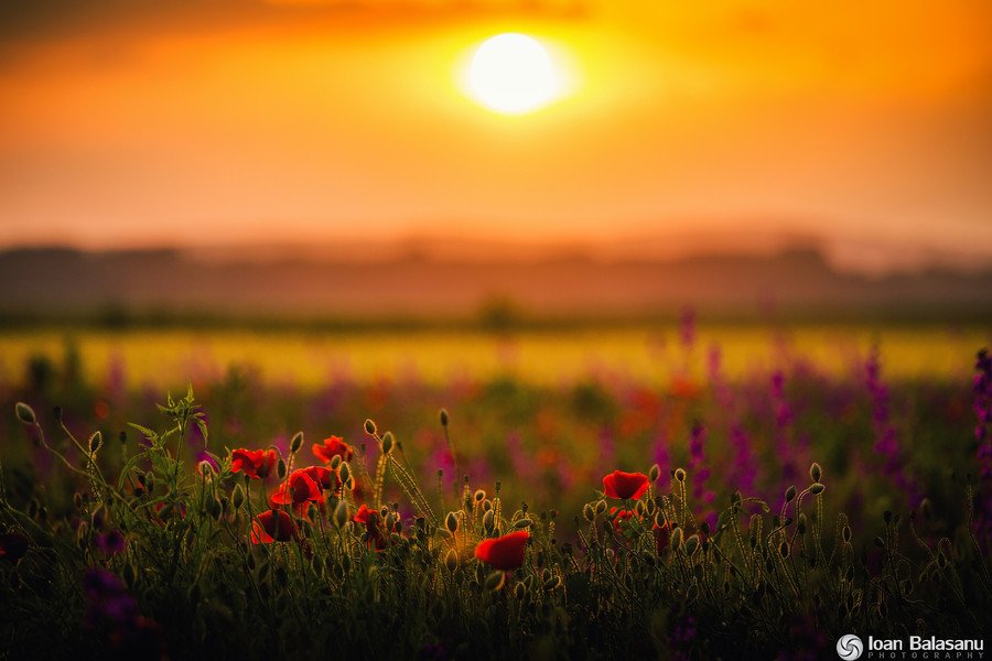 怎样拍出有意境的相片？