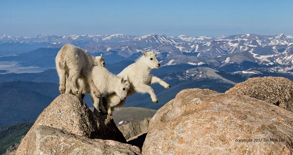 PADMAG@新浪微博 近期精选(030512) 新浪微博 近期精选(030512)