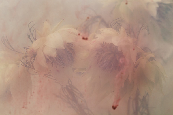 Nicholas Alan Cope摄影作品：雄蕊