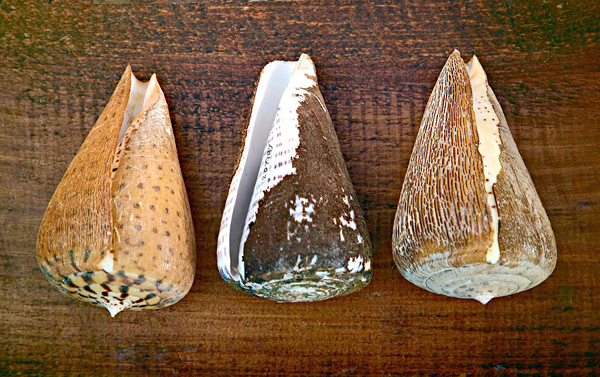 德雷克塞尔大学自然科学博物馆纪念画册 德雷克塞尔大学自然科学博物馆纪念画册