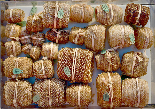 德雷克塞尔大学自然科学博物馆纪念画册 德雷克塞尔大学自然科学博物馆纪念画册