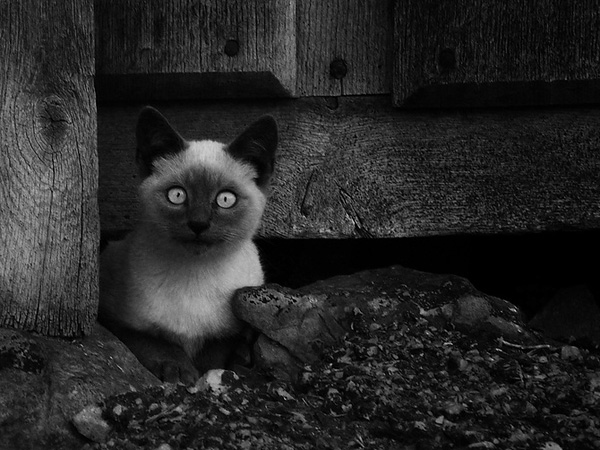 PADMAG@新浪微博 近期精选(022712) 新浪微博 近期精选(022712)