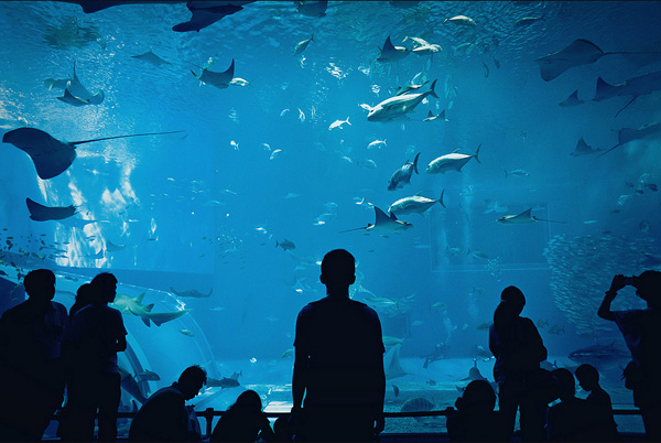 PADMAG@新浪微博 近期精选(021312) 新浪微博 近期精选(021312)