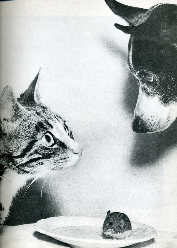 PADMAG@新浪微博 近期精选(021312) 新浪微博 近期精选(021312)