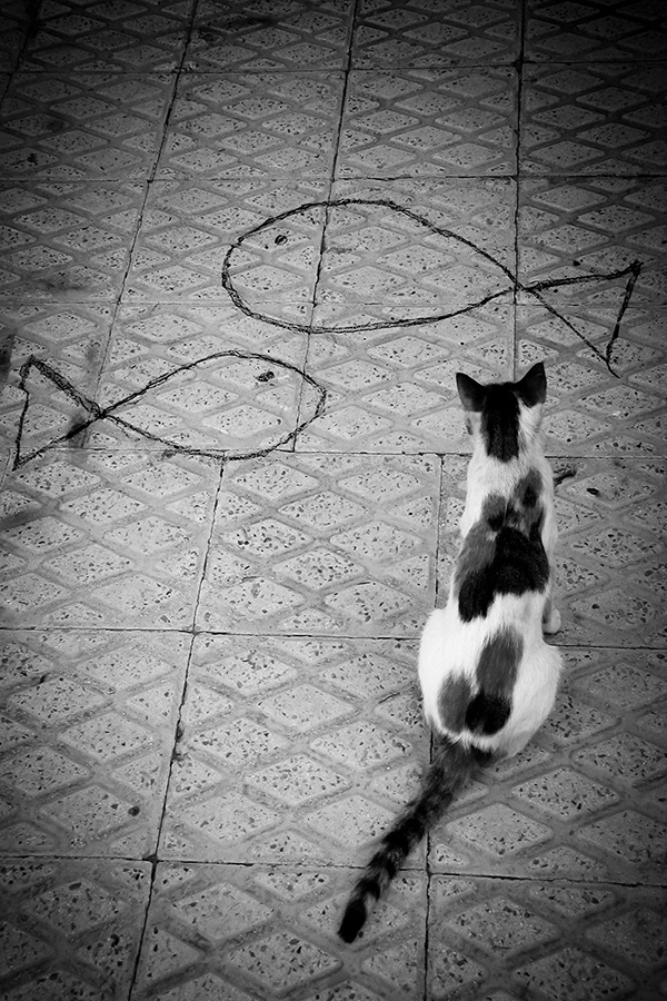 PADMAG@新浪微博 近期精选(011512) 新浪微博 近期精选(011512)