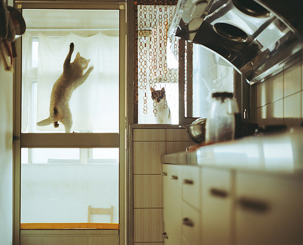 新浪微博 近期精选(121911)