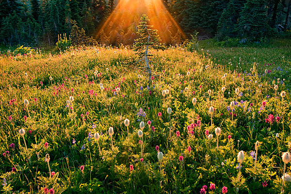 Ian Plant风景摄影作品