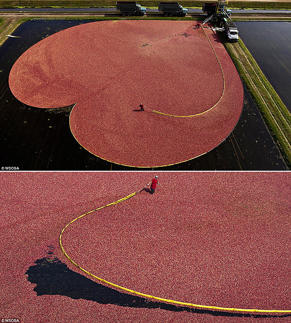 新浪微博 近期精选(100511)