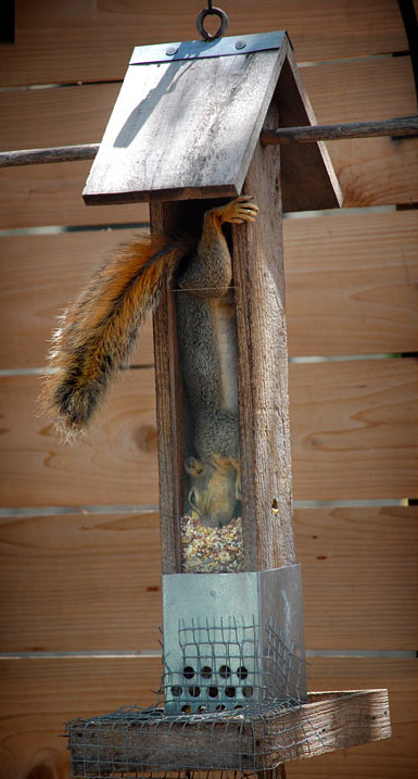 新浪微博 近期精选(100511)