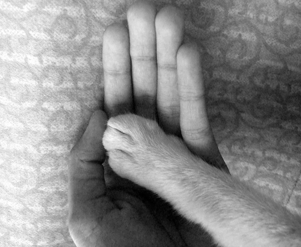 无言之爱 无言之爱