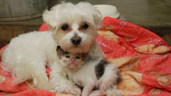 无言之爱 无言之爱