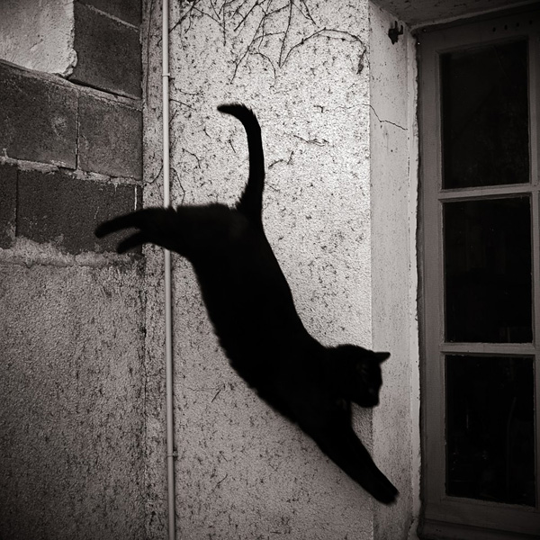 无言之爱 无言之爱