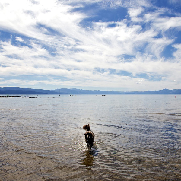 无言之爱 无言之爱