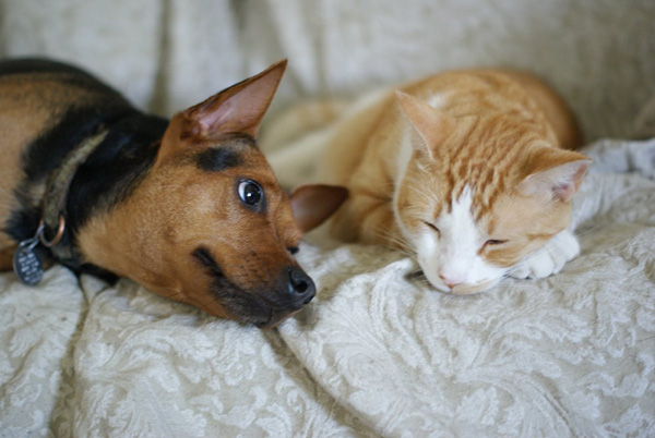 无言之爱 无言之爱