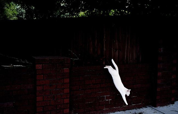 2011国际街头摄影大赛获奖作品 2011国际街头摄影大赛获奖作品