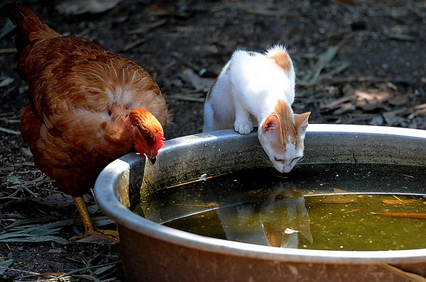 Barrier33（王小明）摄影作品：猫