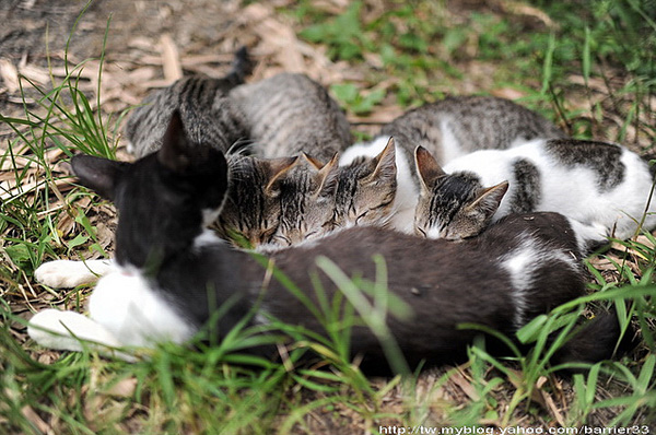 Barrier33（王小明）摄影作品：猫