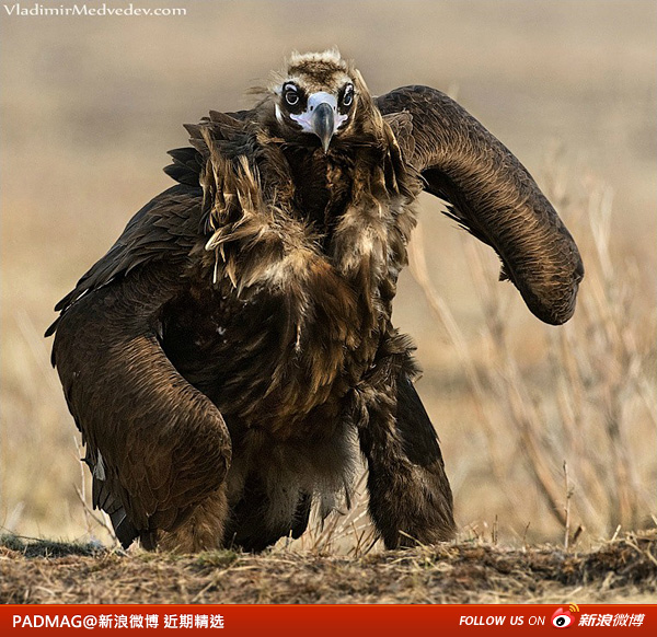 PADMAG@新浪微博 近期精选(082811) 新浪微博 近期精选(082811)