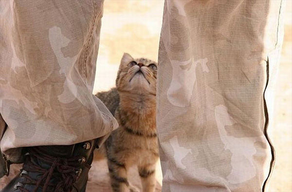 士兵们的猫和狗