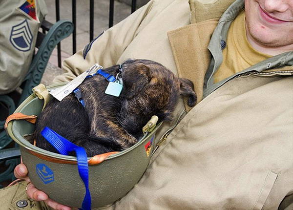 士兵们的猫和狗