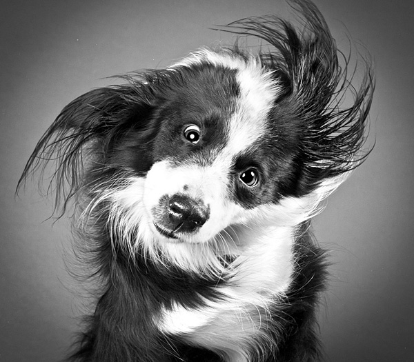 Carli Davidson的宠物摄影作品：摇动