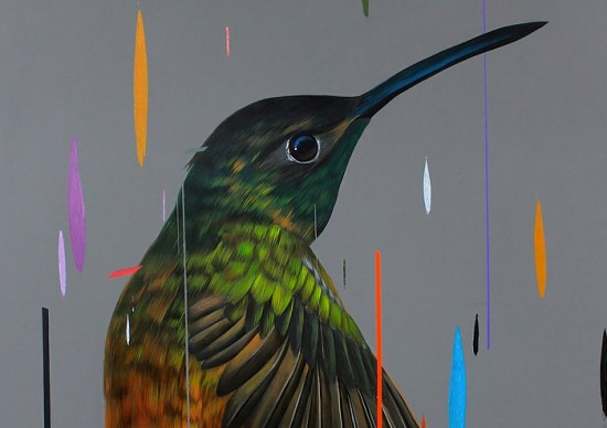 超惊艳的鸟类插画