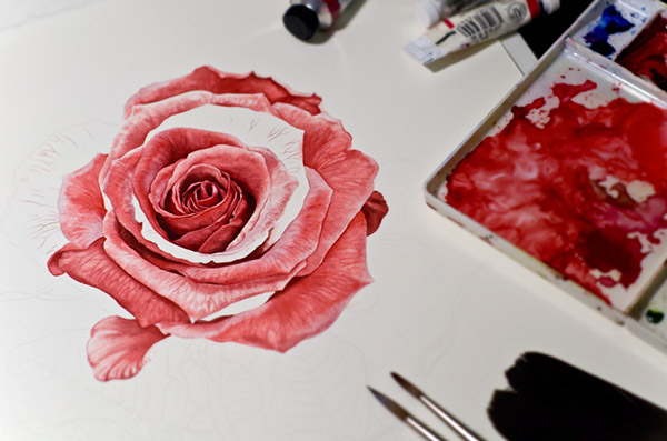 一组水彩画植物插图设计作品