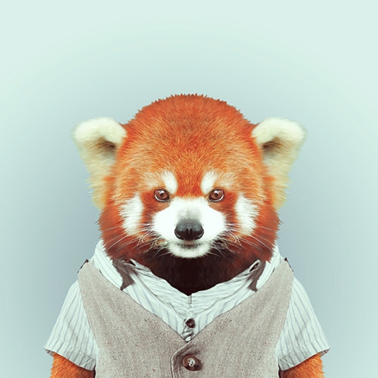 可爱的萌萌达动物QQ、微信头像